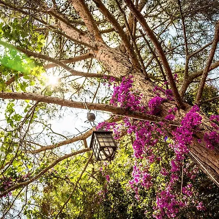 Campsite Secret Garden &